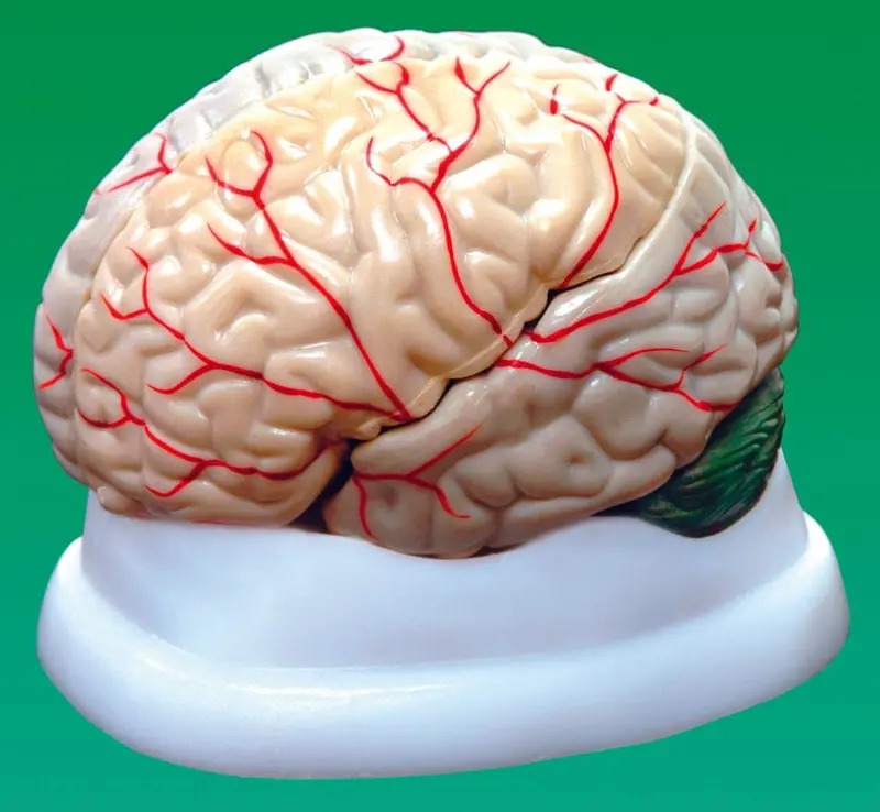 United Scientific Brain Model, 3-Part 1